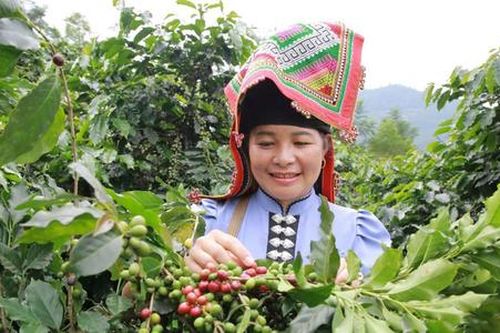 Nghị định 156 - cơ hội và 'phép thử' với HTX