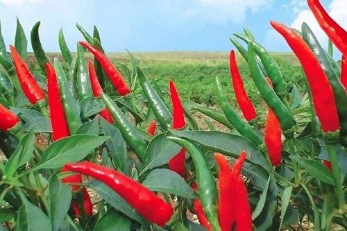Nâng cao năng lực HTX từ những vùng chuyên canh xanh, số hóa: Thanh Hóa biến nông sản thành 'hộ chiếu' thoát nghèo bền vững