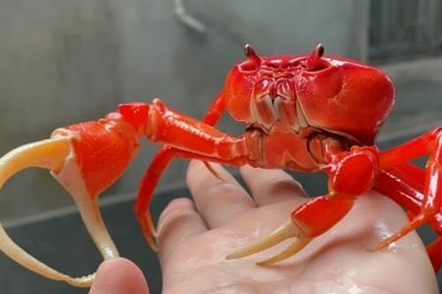 Cua cảnh 'hàng nghìn đô' gây sốt: Thú chơi mới của giới săn hàng độc