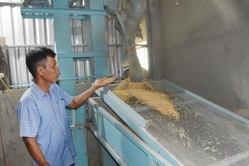 Vĩnh Long: Nông dân, HTX liên kết cùng làm giàu
