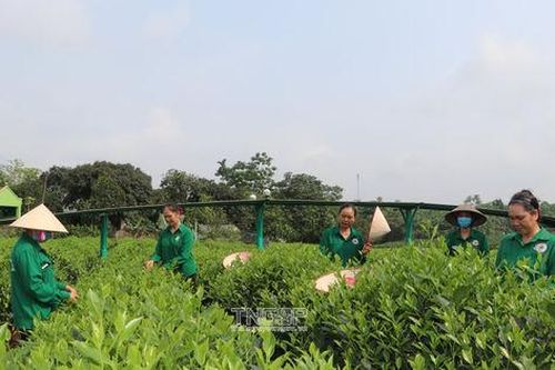 Thái Nguyên đầu tư hơn 500 tỷ đồng hỗ trợ phát triển ngành chè