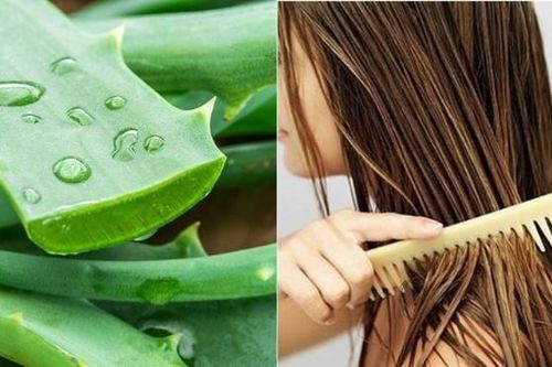 Mách bạn cách ủ tóc nha đam mềm, óng khỏe, không tốn tiền