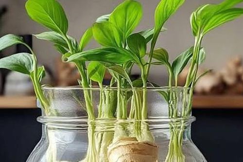 Cầm gừng tươi vào đám cưới và 'phép màu' phong thủy khi để củ gừng trong ô tô, nhà ở