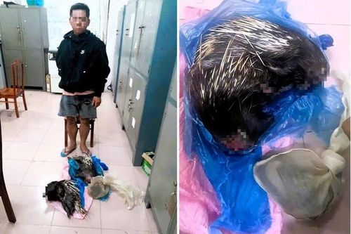 Phát hiện vụ vận chuyển trái phép động vật rừng nguy cấp, quý hiếm