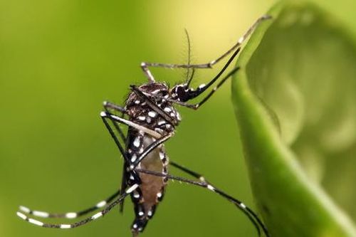 Cách nào để bảo vệ bản thân khỏi Chikungunya?