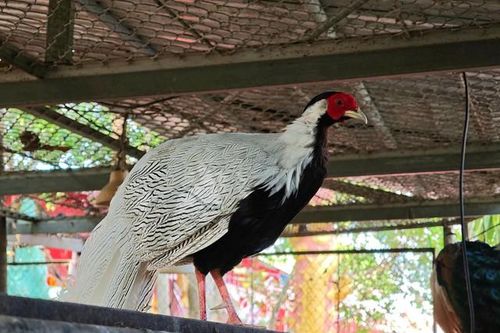 Vì sao phải nghiêm cấm việc tự ý nhân nuôi gà lôi trắng?