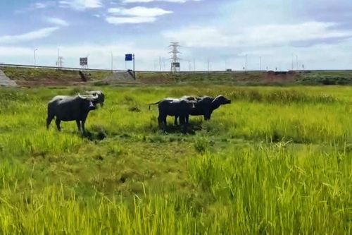 Nhà thầu tắc trách, 10 ha đất phải bỏ hoang