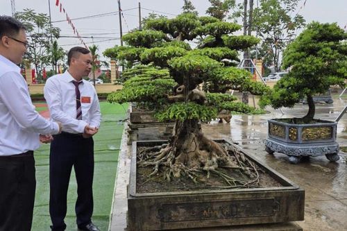 Phường Vị Khê (Ninh Bình): Phát triển 'kinh tế xanh' từ nghề cây cảnh truyền thống
