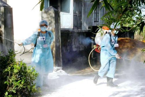 Liên cầu lợn ở người tăng đột biến,TP. Huế khuyến cáo phòng tránh