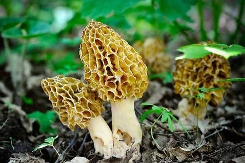 Nấm dại xấu xí 'quý như vàng', hơn chục triệu đồng/kg