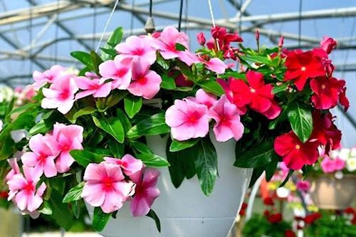 6 loại hoa dễ trồng như cỏ dại, hút lộc quanh năm