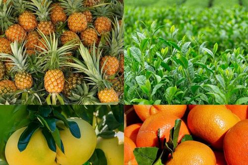 Giải pháp nâng tầm dứa, chè và cây có múi hướng tới giá trị tỷ đô