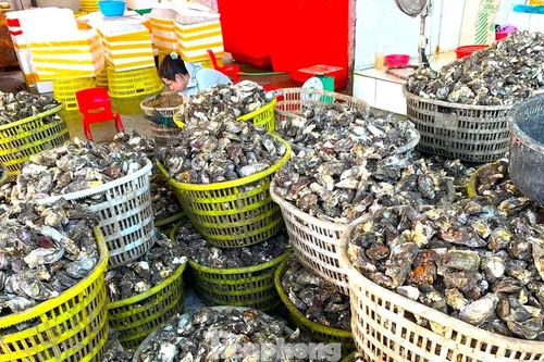 Chuyện gì đang xảy ra với hàu Quảng Ninh?