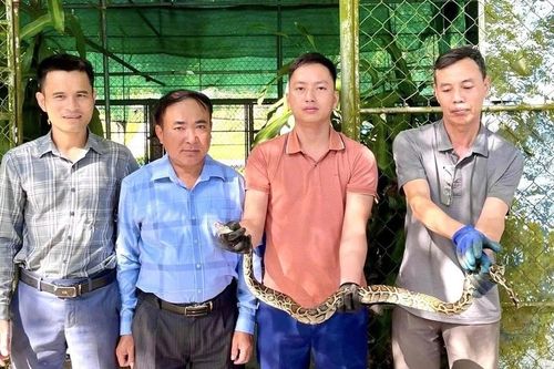 Trăn quý hiếm mắc lưới tại vườn nhà dân
