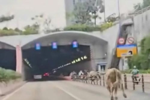 Bò lạc vào đường hầm sông Sài Gòn, giao thông hỗn loạn