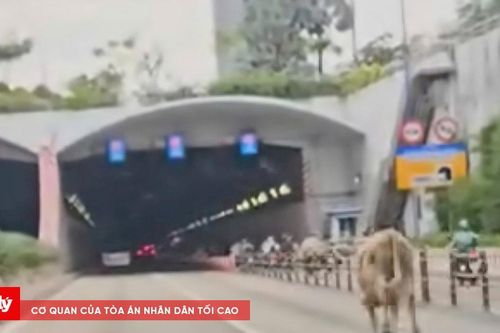 Bò đi vào hầm Thủ Thiêm, TP.HCM