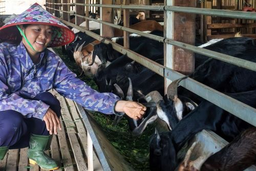 8X Đà Nẵng làm trang trại xanh, biến đất cằn thành 'mỏ vàng', kiếm bộn tiền