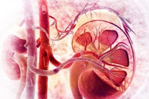 Yếu tố di truyền và bệnh ung thư thận
