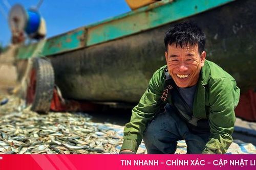 Ngư dân trúng đậm cá trích, thương lái tấp nập thu mua