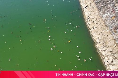 Cá chết nổi lềnh bềnh, bốc mùi hôi thối tại hồ Bồng Sơn