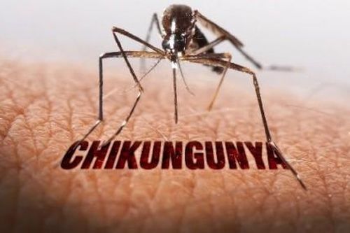 Tăng cường giám sát tại cửa khẩu quốc tế, chủ động kiểm soát bệnh Chikungunya