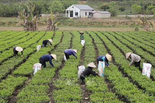 Xuất khẩu sụt giảm, chè Việt chinh phục thị trường nội địa