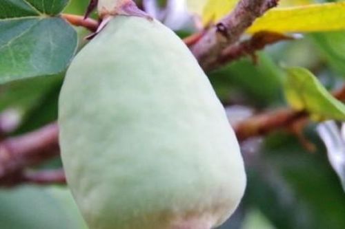 Cây mọc dại khắp Việt Nam, ở nước ngoài gần nửa triệu/kg