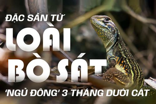 Đặc sản từ loài bò sát 'ngủ đông' 3 tháng dưới cát, thịt dai ngon nhiều người mê