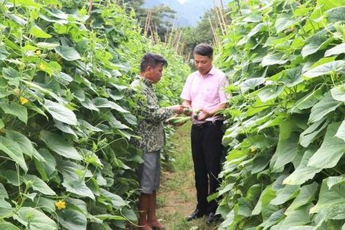 'Đòn bẩy' giúp người dân phát triển kinh tế nông nghiệp hiệu quả