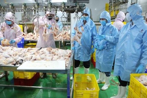 Phát triển cơ sở giết mổ tập trung: Hướng đi bền vững của ngành chăn nuôi