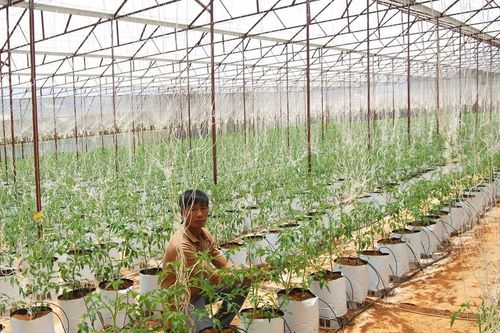 Nâng cao chất lượng chuỗi nông sản an toàn