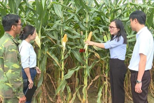 Doanh nghiệp liên kết trồng bắp làm thức ăn chăn nuôi ở xã biên giới Đắk Wil