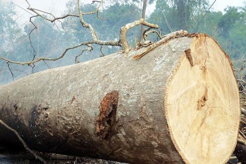 Những rào cản lớn của doanh nghiệp bảo vệ rừng