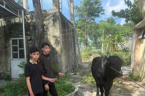 Bắt giữ 2 đối tượng trộm bò của người dân