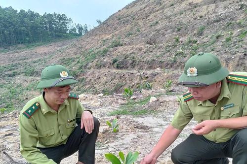 Toàn tỉnh trồng mới rừng tập trung vượt kế hoạch đề ra