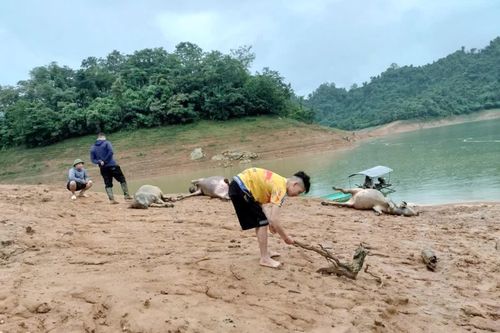 Sét đánh chết 5 con trâu tại xã Nà Hang