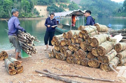 Bình Minh: Hướng đi mới từ quế và chè