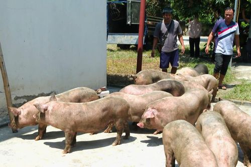 Cao Bằng bắt giữ nhiều xe chở lợn không rõ nguồn gốc, tiềm ẩn nguy cơ dịch bệnh