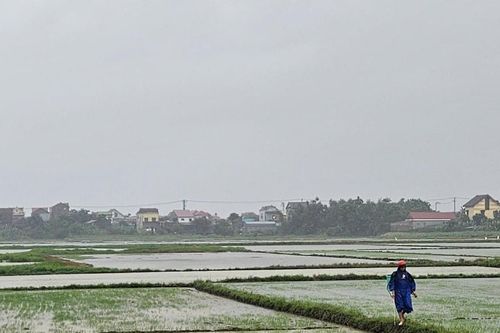 Quảng Trị: Hỗ trợ nông dân khôi phục sản xuất sau thiên tai, dịch hại