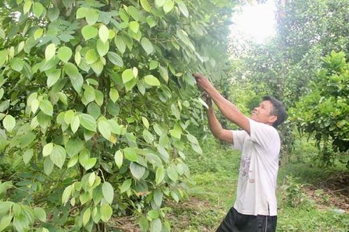 Khát vọng mới của A Dơi