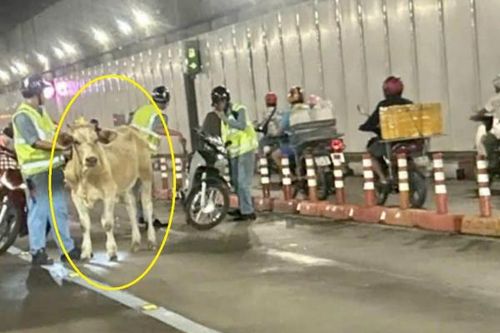 Giao thông rối loạn vì… con bò thong dong đi vào hầm vượt sông Sài Gòn