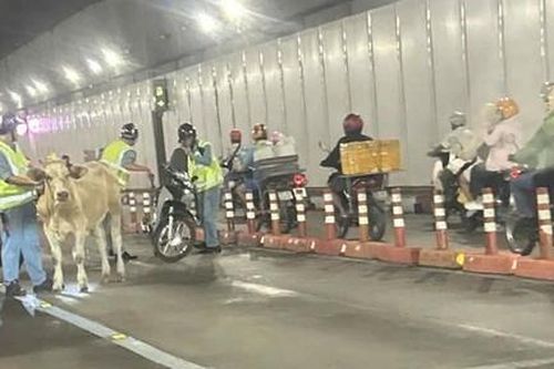 TPHCM: Hy hữu một con bò đi lạc vào hầm Thủ Thiêm, xe cộ phải thắng gấp