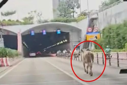 Bò chạy vào đường hầm sông Sài Gòn