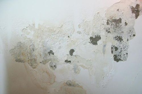 Tác hại của đồ vật và chỗ ẩm mốc tại nơi làm việc tới sức khỏe và hiệu suất công việc của bạn