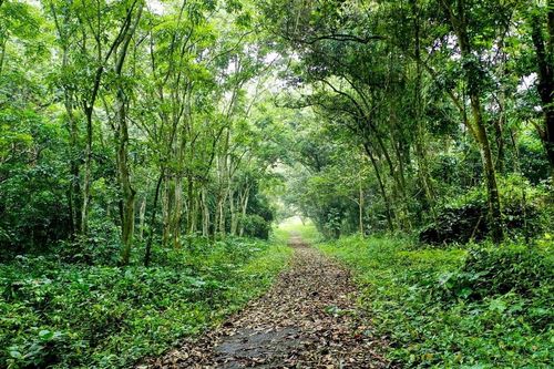 Ninh Bình: Tìm kiếm du khách lạc trong rừng Cúc Phương