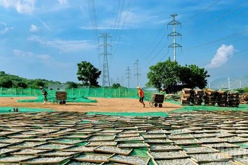 Nhộn nhịp làng nghề hấp cá cơm Cà Ná