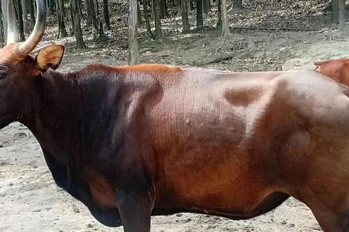 Cận cảnh đàn bò tót lai: Vạm vỡ, khác xa thông tin 'gầy trơ xương' trên mạng