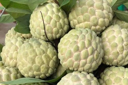 Mẹo mua na chín tự nhiên không phun thuốc, quả nào cũng ngon ngọt
