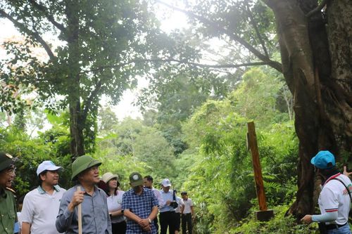 Kon Ka Kinh - của hiếm mà thiên nhiên ban tặng