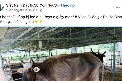 Xuất hiện hình ảnh đàn bò tót lai tại Khánh Hòa gầy trơ xương, đơn vị quản lý nói gì?